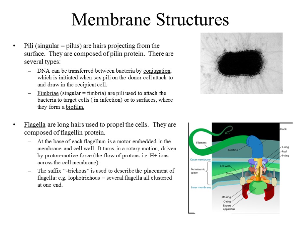 Membrane Structures Pili (singular = pilus) are hairs projecting from the surface. They are